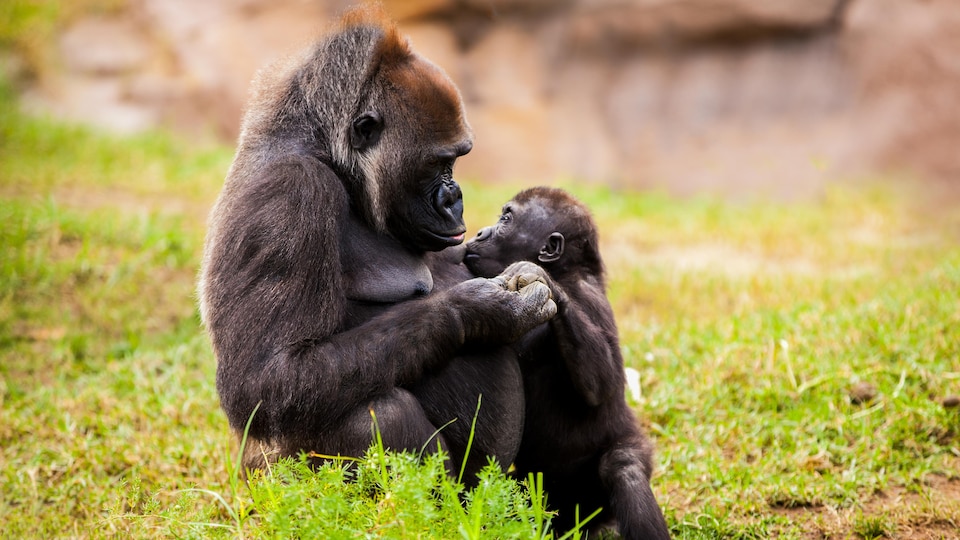 Une femelle gorille allaite son petit.