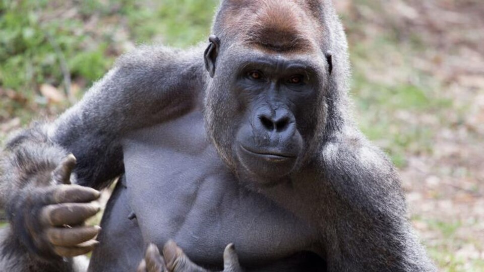 Un gorille mâle du zoo d'Atlanta se frappe la poitrine dans son enclos.