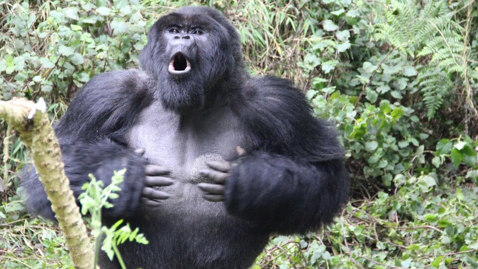 Un gorille des montagnes mâle qui frappe son torse.