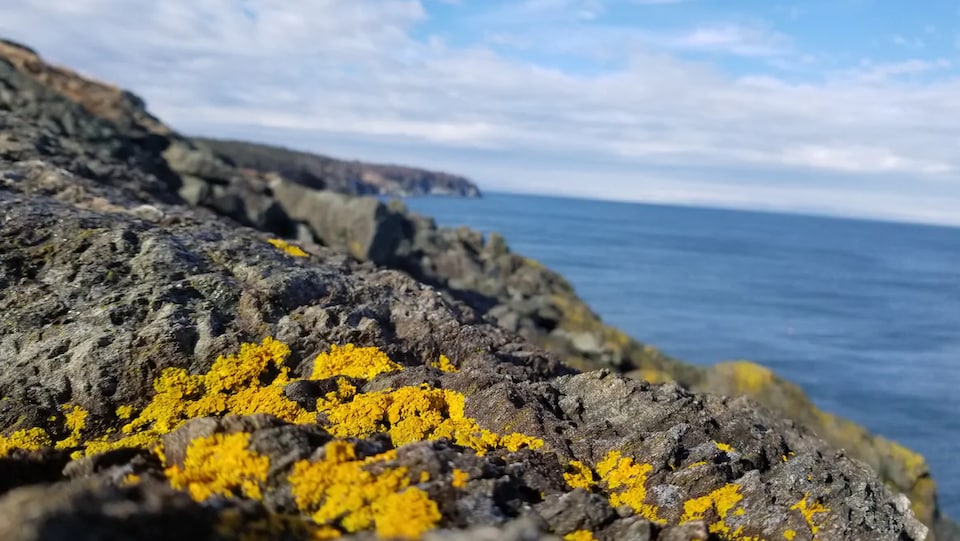 Des rochers recouverts de lichen avec la mer en arrière-plan.