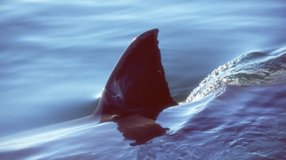 La nageoire dorsale d'un requin fend la surface de l'eau.