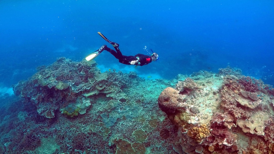 Un plongeur se promène dans le secteur Coral Gardens, près de l’île Lady Elliot, dans la Grande Barrière de corail, en Australie, en juin 2015.