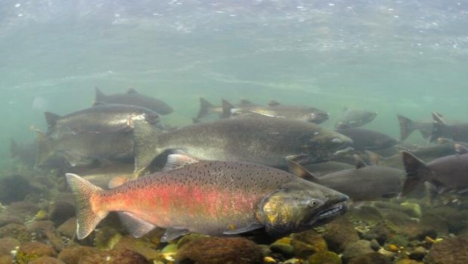 Gros plan sur un saumon gris avec une grande tâche rose-orange sur lui. On voit d'autres poissons derrière lui. 