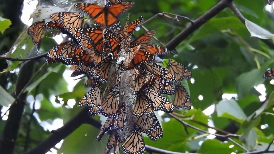 Des papillons sur un arbre.