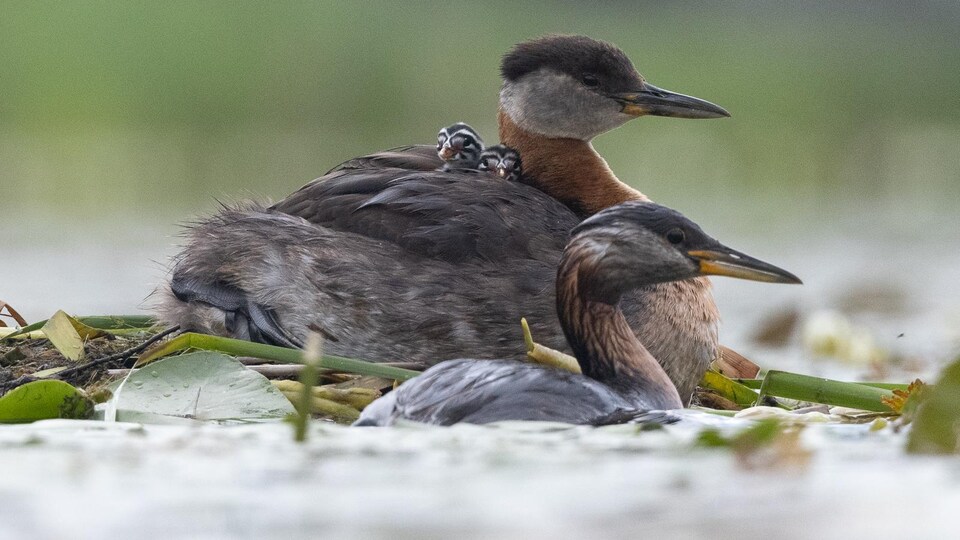 Deux oiseaux flottent sur l'eau.