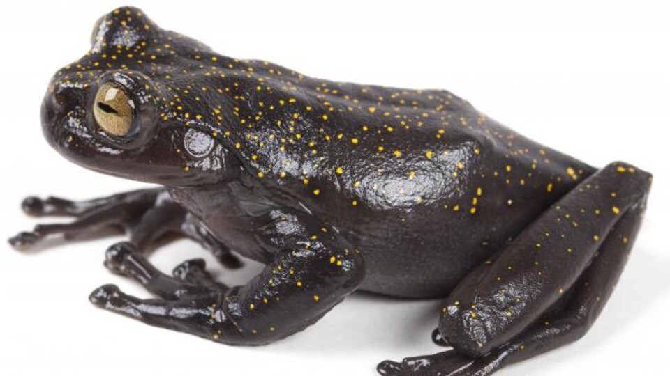 La grenouille sur un fond blanc.