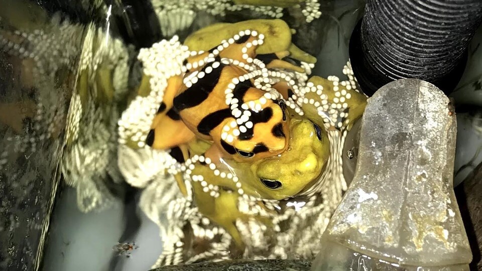 Deux grenouilles dorées du Panama en accouplement, entourées d'œufs.