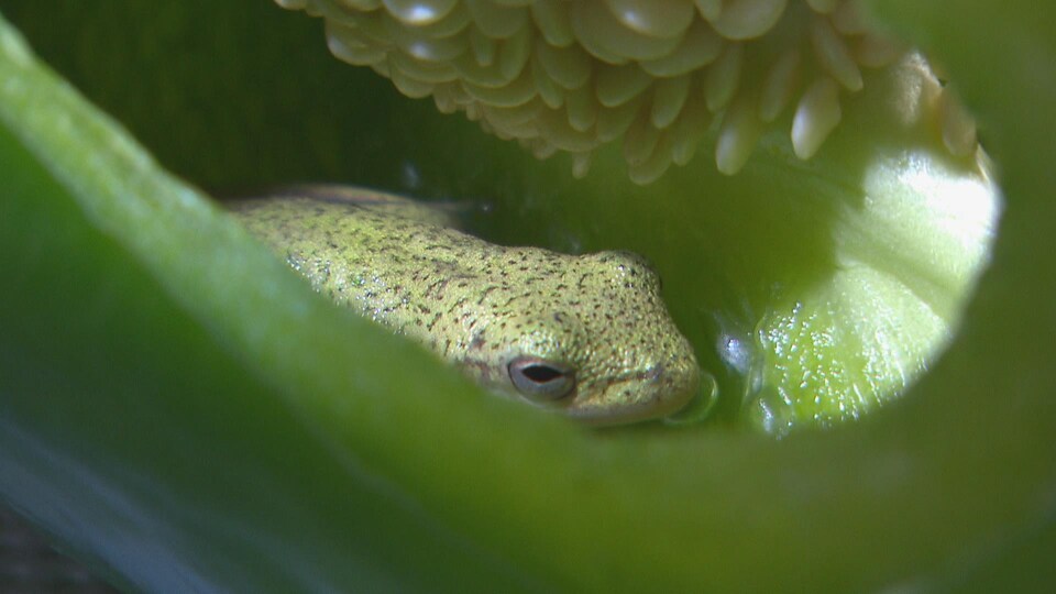 La grenouille dans le poivron.