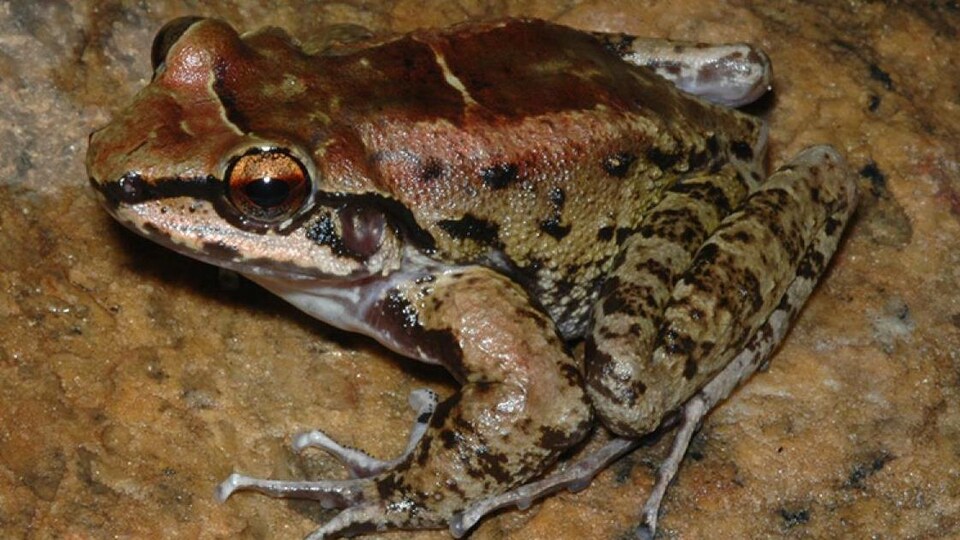 Une grenouille Thoropa taophora.