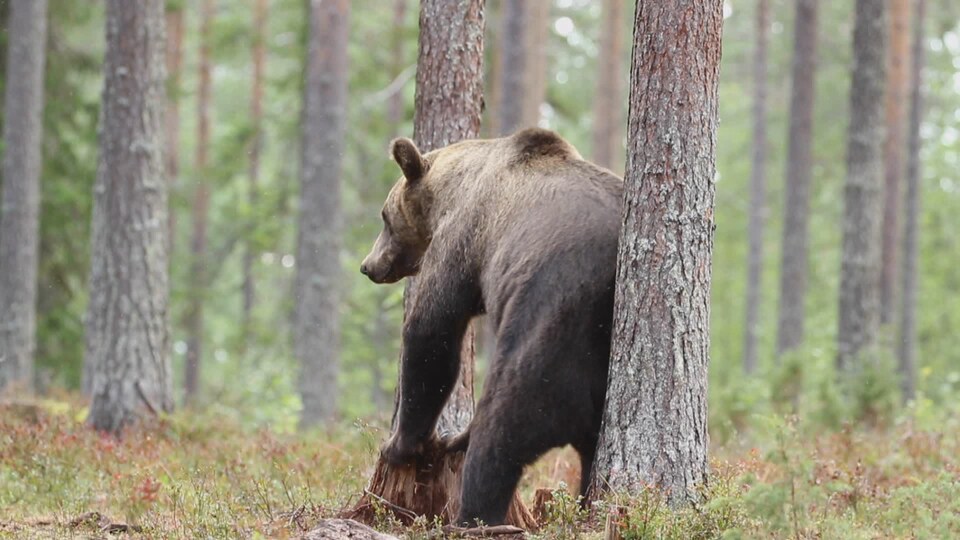 Un grizzly qui se frotte contre un arbre