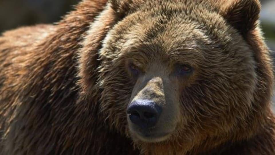 Gros plan sur un grizzly.