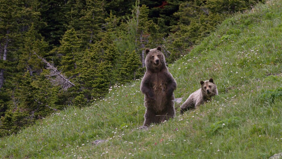Un grizzly debout, un grizzly couché sur l'herbe.
