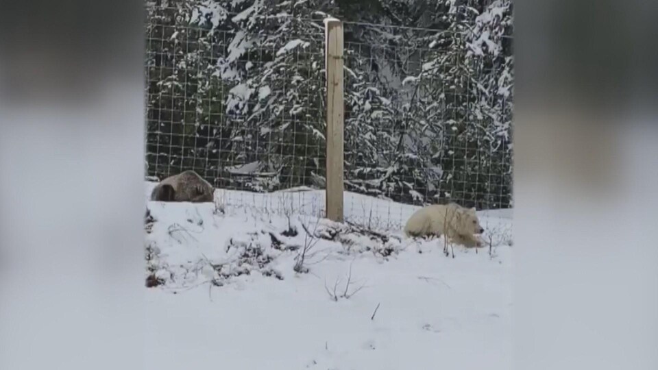Deux grizzlys, dont un blanc, se nourrissent dans la neige derrière une clôture sur le bord d'une route de montagne.