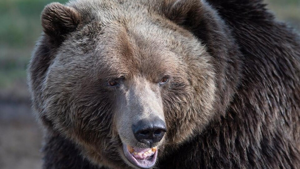 Un grizzly.