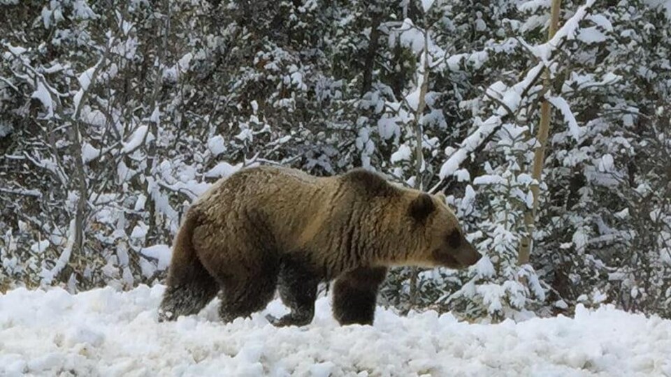 Un grizzly marche dans la neige.