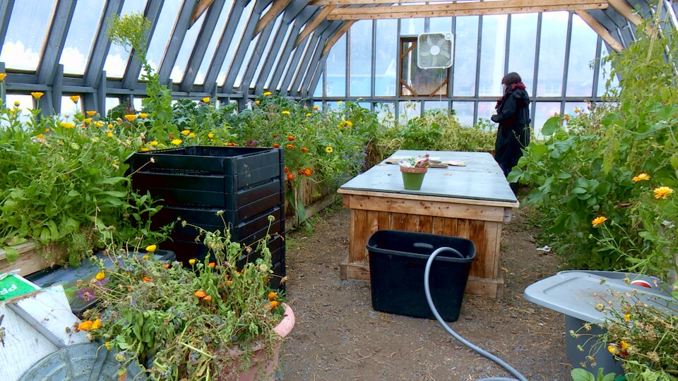 De nombreuses variétés de fruits et de légumes sont cultivées dans la serre communautaire.
