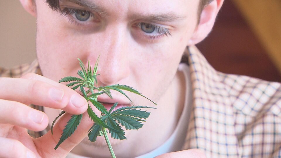 Le visage d'un homme qui examine un petit plant de cannabis.