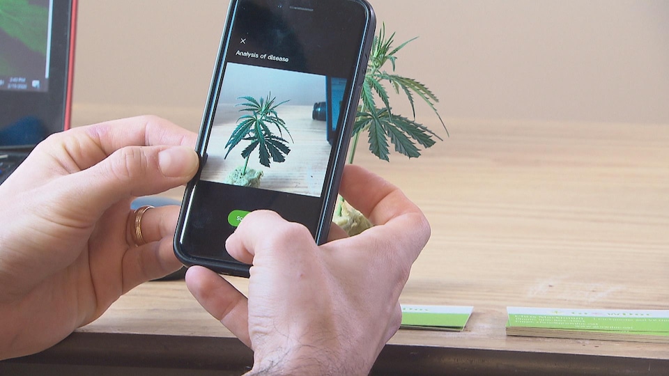 Avec un téléphone cellulaire, une personne prend une photo d'un plant de cannabis.