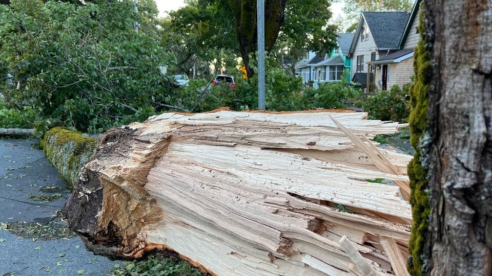  
Un immense tronc d'arbre bloque le passage d’une rue.
