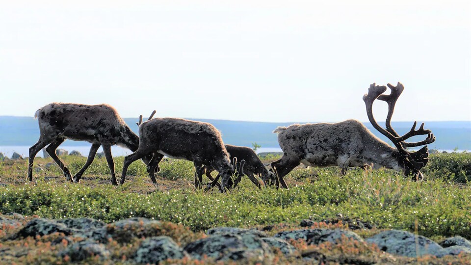 Des caribous de la harde de Bathurst en train de brouter au bord d'un plan d'eau