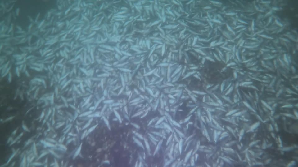Des poissons couchés au fond de l'eau.