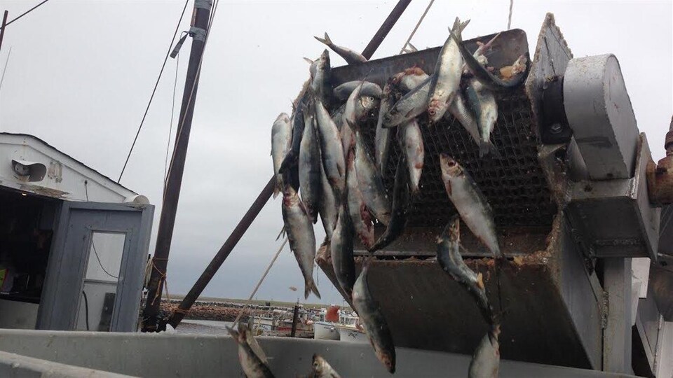 Des prises de hareng dans la Péninsule acadienne.