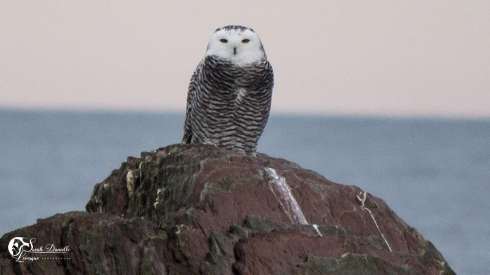 Un harfang des neiges posé sur un rocher sur les côtes du fleuve Saint-Laurent.
