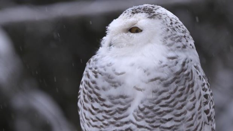 Un harfang des neiges