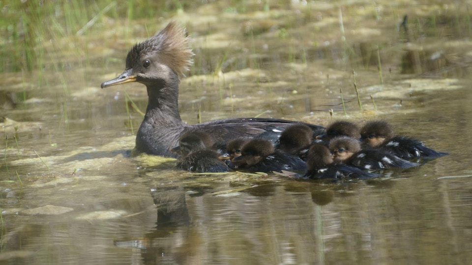 The small family slides on the surface of the water