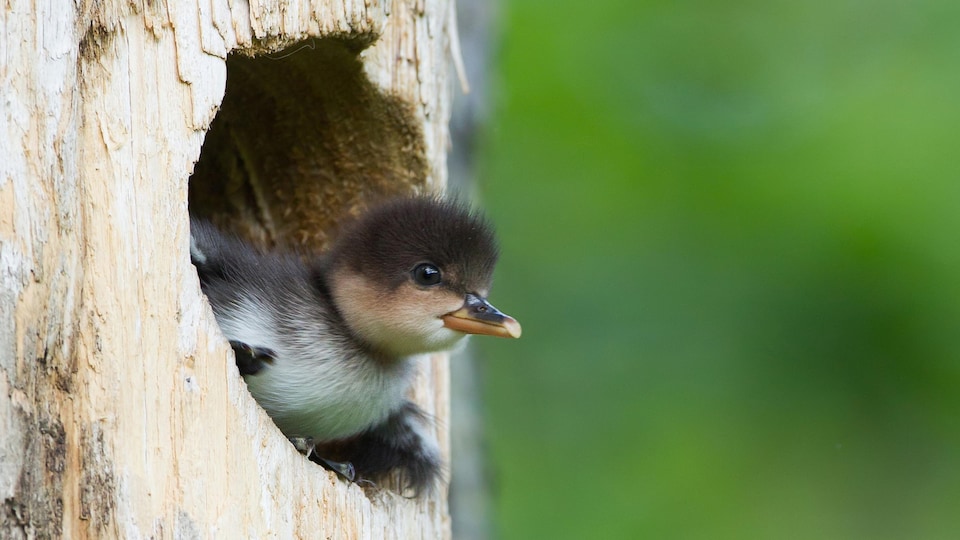 Un jeune canard sol la tête d'une cavité dans un arbre.
