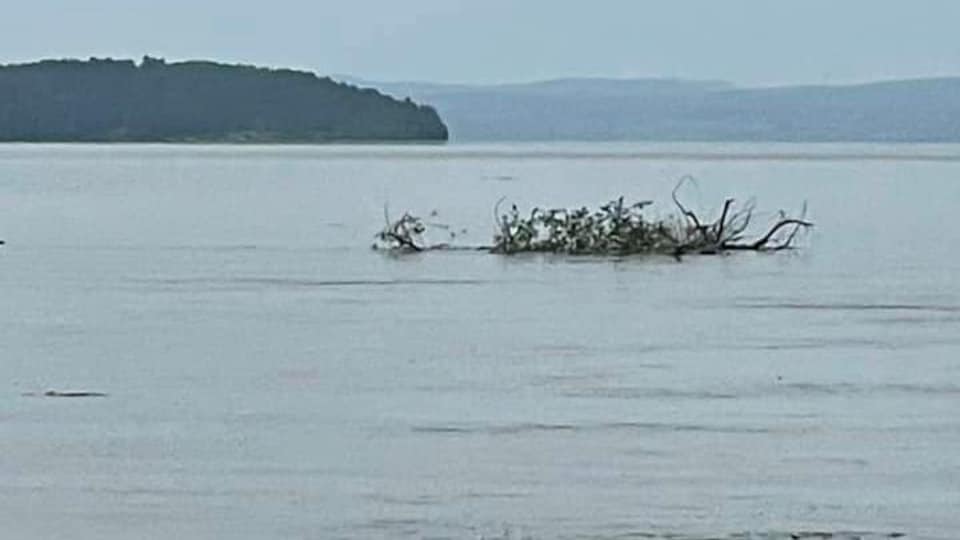 Des branches d'Arbre flottent à la surface de l'eau.