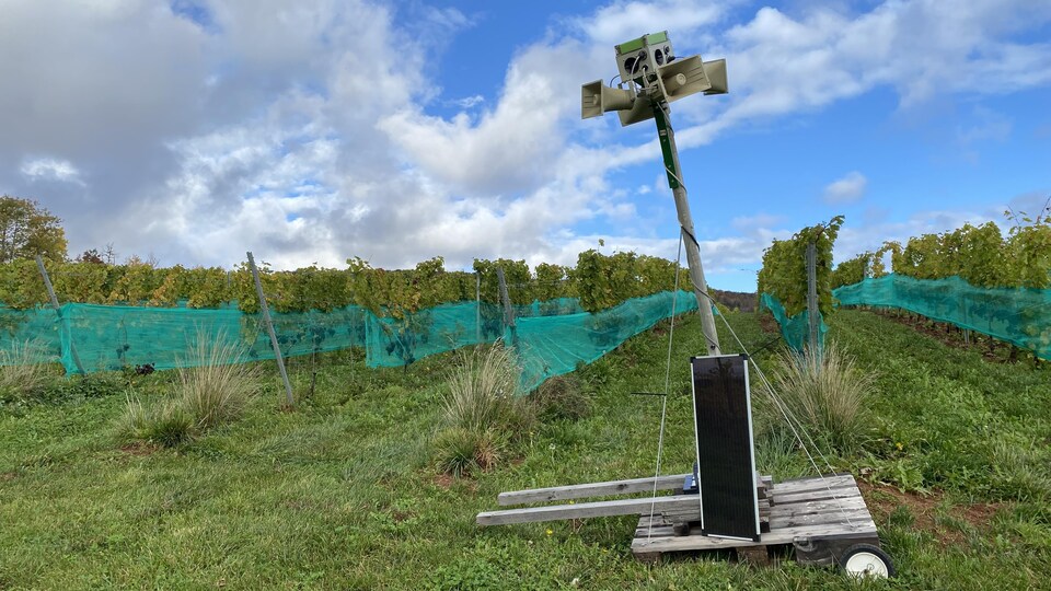 Un panneau solaire et des haut-parleurs sont installés sur des planches au cœur du vignoble.