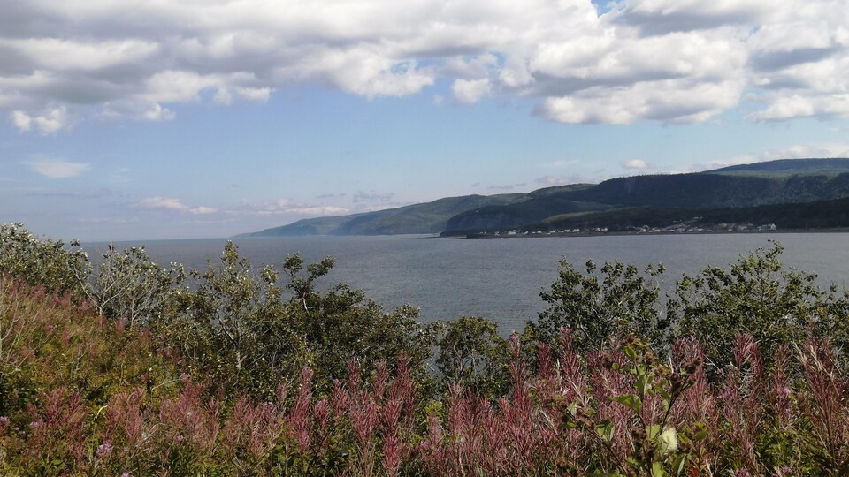 Le fleuve Saint-Laurent et les montagnes de la Gaspésie vus derrière des fleurs sauvages.