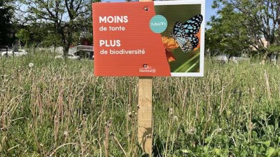 Une affiche sur une pelouse pleine de pissenlits