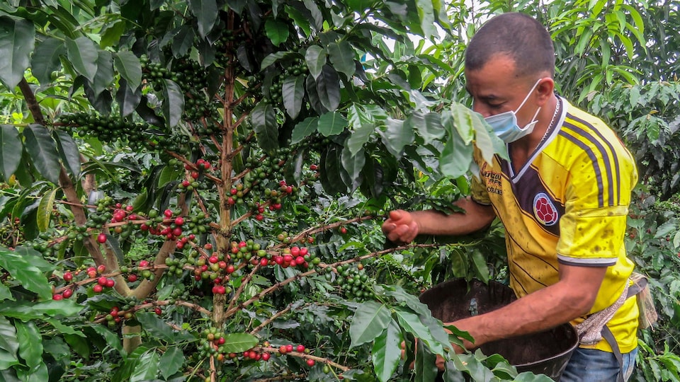 Un agriculteur recueille des graines de café.
