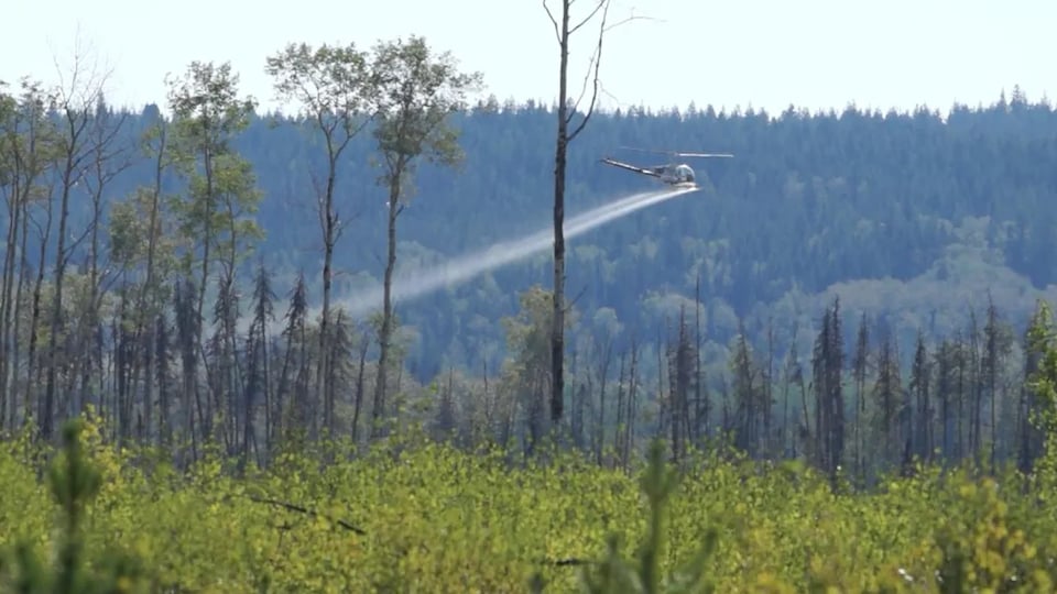 Un hélicoptère répand un produit sur une forêt.
