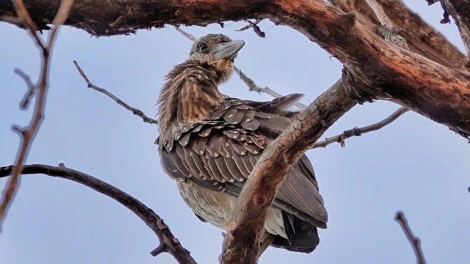 Un oiseau sur une branche.