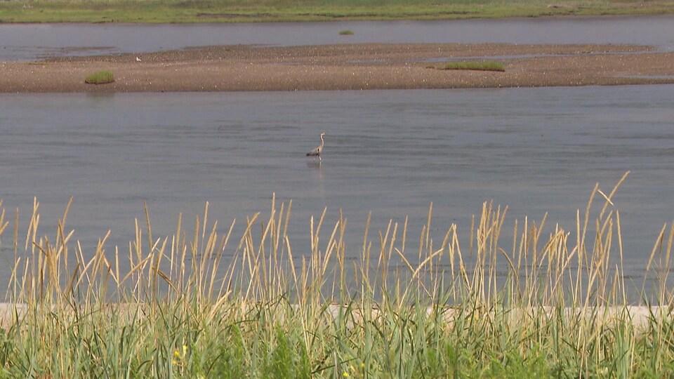 Le banc de Saint-Omer est un milieu fragile qui abrite bon nombre d'espèces d'oiseaux.