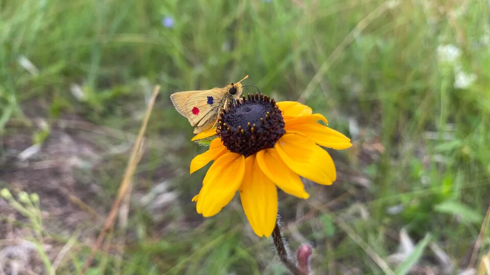 Un papillon sur une fleur.