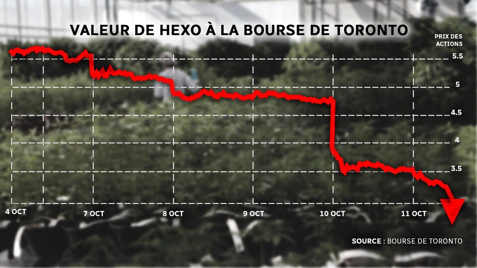 Degringolade Boursiere Pour Le Producteur De Cannabis Hexo A Gatineau Cannabis Les Effets De La Legalisation Radio Canada Ca