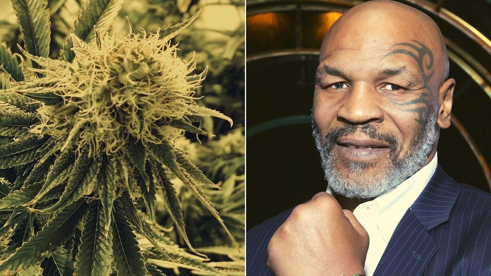 HEXO produira la nouvelle marque de cannabis de Mike Tyson, TYSON 2.0 ...
