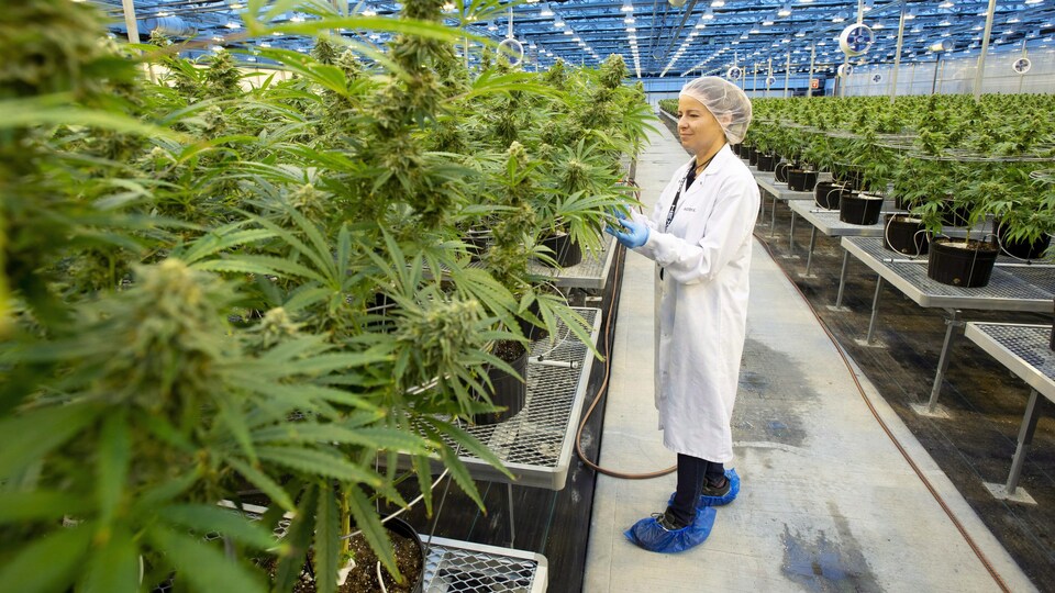 L'employée est dans une immense salle pleine de plants de cannabis.