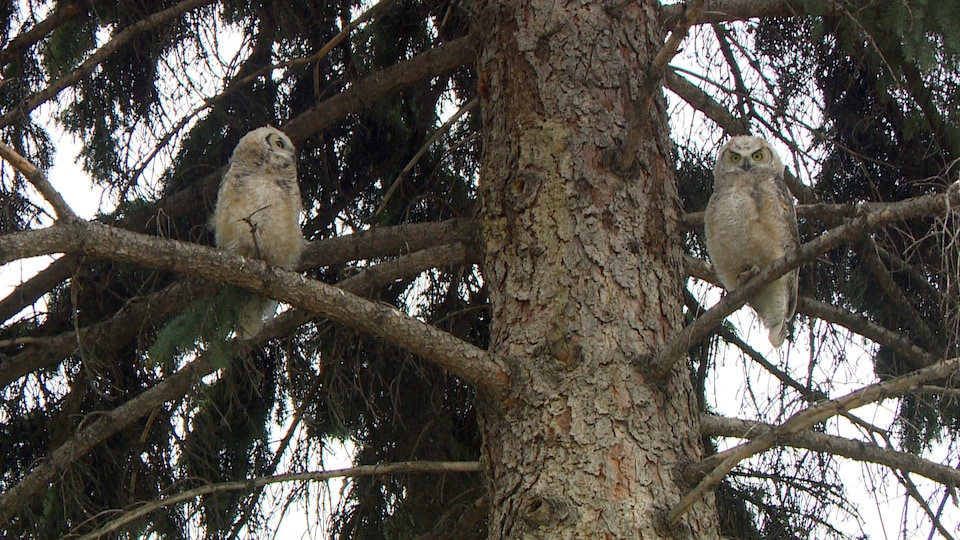 Quand Les Grands Ducs D Amerique Vivent En Ville Radio Canada Ca