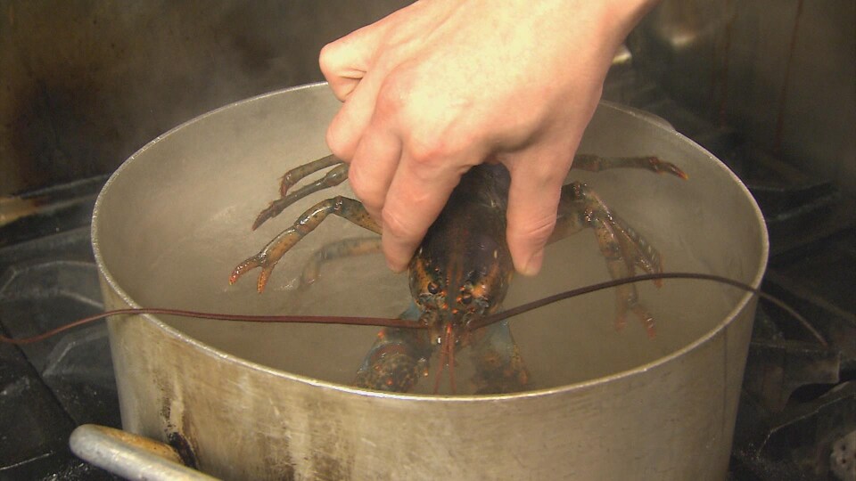 Un homard vivant bientôt dans une casserole d'eau bouillante