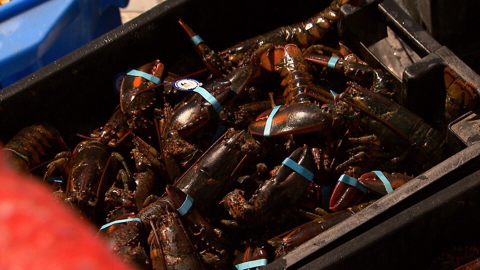Des homards vivants dans un bac.