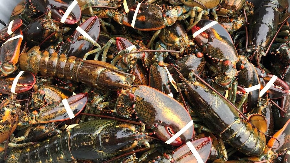Des homards avec les pinces attachées par des élastiques, dans un bac.