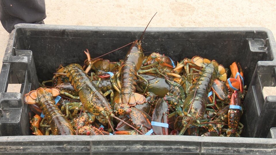 Une boîte pleine de homards.
