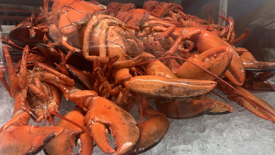 Des homards cuits dans un présentoir du Moncton Fish Market.