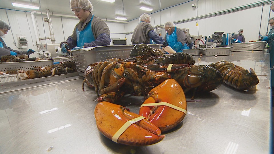 Des travailleurs dans une usine décortiquent des homards cuits