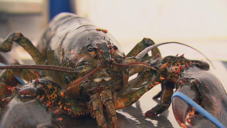 Un homard vivant destiné au marché. Ses pinces sont attachées.